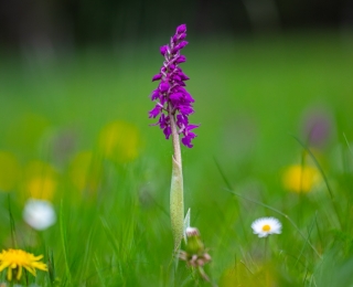 Knabenkraut auf einer Wiese