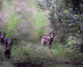 Drei Wolfswelpen auf einem Feldweg