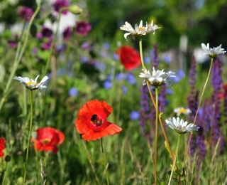 Im Vordergrund sind mehrere Margeriten und Mohnblumen zu sehen. Auf einer Mohnblumen landet eine Hummel. Unscharf im Hintergrund befinden sich zahlreiche weitere violette und blaue Blumen.