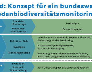 Die Grafik erläutert den aktuellen Status und die nächsten Schritte für die Implementierung eines Bodenbiodiversitätsmonitorings in Deutschland. Die Schritte werden entlang der drei Hauptbereiche Problemauriss (inklusive Stand des Monitorings und Handlungserfordernisse), Design (inklusive  Definition und Ziele, Synergien und Monitoringmodule) und Implementieren und Lernen (inklusive Evaluation und eventuelle Überarbeitung) dargestellt.