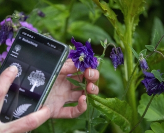 Eine Person hält eine violette Blume in der Hand und nutzt ein Smartphone zur Identifikation der Pflanze. Die Blütenblätter der Blume sind detailliert und von einem satten Violett, während die App auf dem Handy verschiedene Pflanzensymbole zeigt. Im Hintergrund sind weitere Pflanzen zu sehen, die eine grüne und lebendige Kulisse bilden.