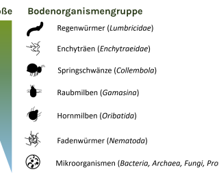 Das Bild zeigt verschiedene Bodenorganismengruppen geordnet nach abnehmender Körpergröße. Von oben nach unten sind aufgelistet: Regenwürmer (Lumbricidae), Enchyträen (Enchytraeidae), Springschwänze (Collembola), Raubmilben (Gamasina), Hornmilben (Oribatida), Fadenwürmer (Nematoda) und Mikroorganismen (Bakterien, Archaeen, Pilze, Protozoen). Ein farbiger Balken links symbolisiert die abnehmende Körpergröße von oben nach unten.